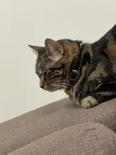 Collar de gato flocado para gatitos y mascotas, suministros