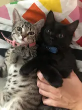 Dog-Collar Engraved-Name Airuidog Personalized Free XS