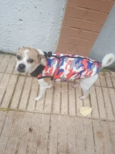 Chaqueta para perro impermeable de invierno, diseño de camuflaje, chaqueta de perro pequeño, Chihuahua, Yorkie, tienda de mascotas, XS-L