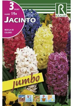 

JUMBO hyacinth bulbs-mixed colors autumn bulbs