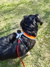 Dog-Harness Pitbull Cats Terrier Truelove Petshop Adjustable Mysudui Black Chihuahua