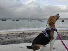 Truelove-arnés Floral sin tirones para mascotas, tela de algodón transpirable y reflectante, suave, para gatos y perros pequeños y medianos, para caminar y correr, TLH5655