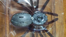Chico de Control remoto regalo para aterrador espeluznante de araña de peluche de infrarrojos RC tarántula juguete 95AE accesorios para Halloween broma juguete divertido Juguetes
