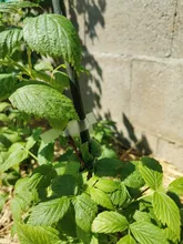 Juego de grapadoras de ramas de plantas de alta calidad, máquina de encuadernación de flores, verduras, para el hogar y el jardín, 1 Juego
