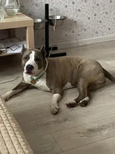 Bozal de silicona suave para perros pequeños, medianos, grandes y x-grandes, cesta transpirable, para mordeduras y ladridos