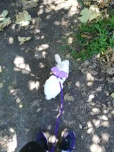 Arnés de nailon pequeño para perros, 10 colores, bonito arnés a prueba de Escape para gatos, conejos, Chihuahua y cachorros