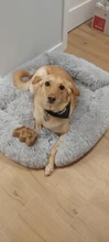 Dog Bed Sofa Long Plush Square Kennel Winter Warm Puppy Mat Cat Nest Soft House Non-slip