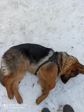 Arnés ajustable para perros medianos y grandes, chaleco reflectante de entrenamiento para caminar, sin tirones, para mascotas