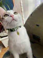 Collar de gato con cascabel para perros pequeños, Collar ajustable de seguridad con diseño de frutas, colgante de piña