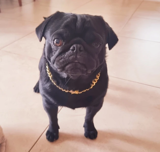 Diamante Dog Collar photo review
