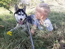 Petrainer-collar de adiestramiento eléctrico para perro, a distancia, con vibración, antigolpes, 619A-1, 800M