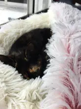 Cat-Bed Cats Nest Puppy-Sleeping-Bag Dogs Plush Soft Round Small Warm Winter New Long