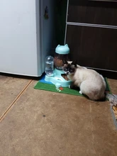 Automatic Feeder Bowl Food-Feeding-Container-Supplies 528ml-Bottle Drinking-Water Kitten