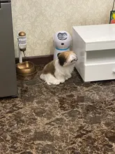 new Pet Feeder Pet Dispenser For Cat And Dog Travel Supply Automatic Smart slow Feeder