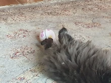 Ball Pet-Products Catnip PETONEER Smart Cat Rechargeable Automatic Toy Playing Funny Cat