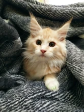 Tapas de uñas suaves para gatos, pegamento adhesivo 5x, aplicador 5x, XS, S, M, L, cubierta, gato, pata, garra, zot, 100 Uds.