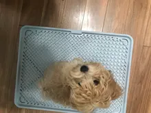 Pet Cat Dog Toilet Grid Tray Bedding Training Dog Bed Litter Box Tray for dogs Detachable