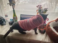 Ropa de Gato caliente para mascotas, abrigo, chaqueta para perros pequeños, medianos, gatos, Chihuahua, ropa de Yorkshire, disfraz rosa, S-2XL