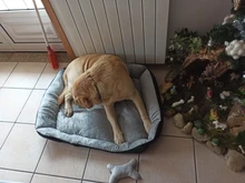 Pet-Bed House Kennel-Mat Puppy Washable Small Warm Large Dog Soft Cotton Medium Bone