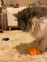 3 unids/lote de falsa ratón Gato mordida de peluche juguetes de peluche de la bola del arco iris juguete Cayts Mini divertido juguetes para gatos gatito