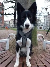 Pet-Harness Truelove Walk Padded Seat-Belt Handle Reflective-Dog Adjustable Small Soft