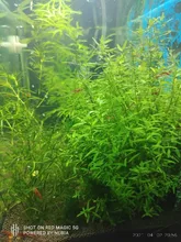 Led-Lighting Aquarium Chihiros Fish-Tank Aquatic-Plant Sunsun Ade Nicrew SMD 18W 220V