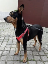 Vest Harness Leash-Set Dogs No-Pulling Padded-Reflective Pet-Dog Nylon Adjustable And