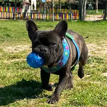 Juguetes de perro Durable Pet Squeak Chew inflable masticar goma de juguete de bolas de perros grandes Indestructible ejercicio entrenamiento juego