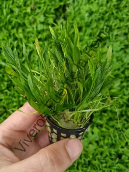 

Plant for aquarium. GLOSOSSOSTIGMA ELATINOIDES