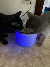 Drink-Bowl Dispenser Active Water-Fountain Cats Automatic CARBON-FILTER Dog Electric