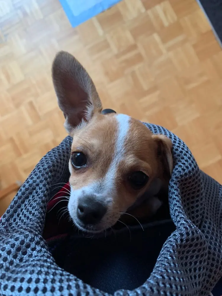 Travel Tote Shoulder Dog Carrier Bag