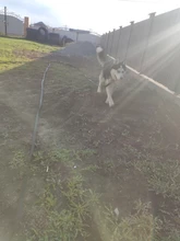 Correas de nailon para perros, correa de entrenamiento de Mascota para caminar, gatos, correa de plomo, 3 colores, 1,5 M, 1,8 M, 3M, 4,5 M, 6M, 10M