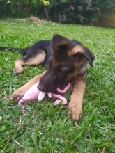 Calamar bonito y pequeño sonido de juguete de perro BB, mascota de peluche, cuerda de perrito, mordedores de juguete con sonido rosa para gato