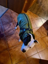 Pet-Dog-Jacket Harness Bulldog-Outfits Labrador Warm French Chihuahua Waterproof Large