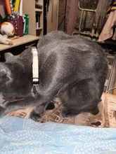 Collar de seguridad ajustable para gatos con cierre a presión, Material de algodón con campana, no mantiene el cuello, productos para cachorros de Mascota, Collar