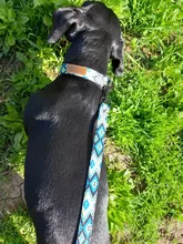 Collar de nailon personalizado para perros pequeños, medianos y grandes, con estampado colorido, correa para caminar