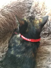 Cat-Collar Breakaway Custom Personalized Bell Charms Pet-Names with Heart DIY And Printed