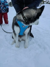 Vest Harnesses Pet-Accessories Husky Adjustable Breast-Band Reflective Large Dog 