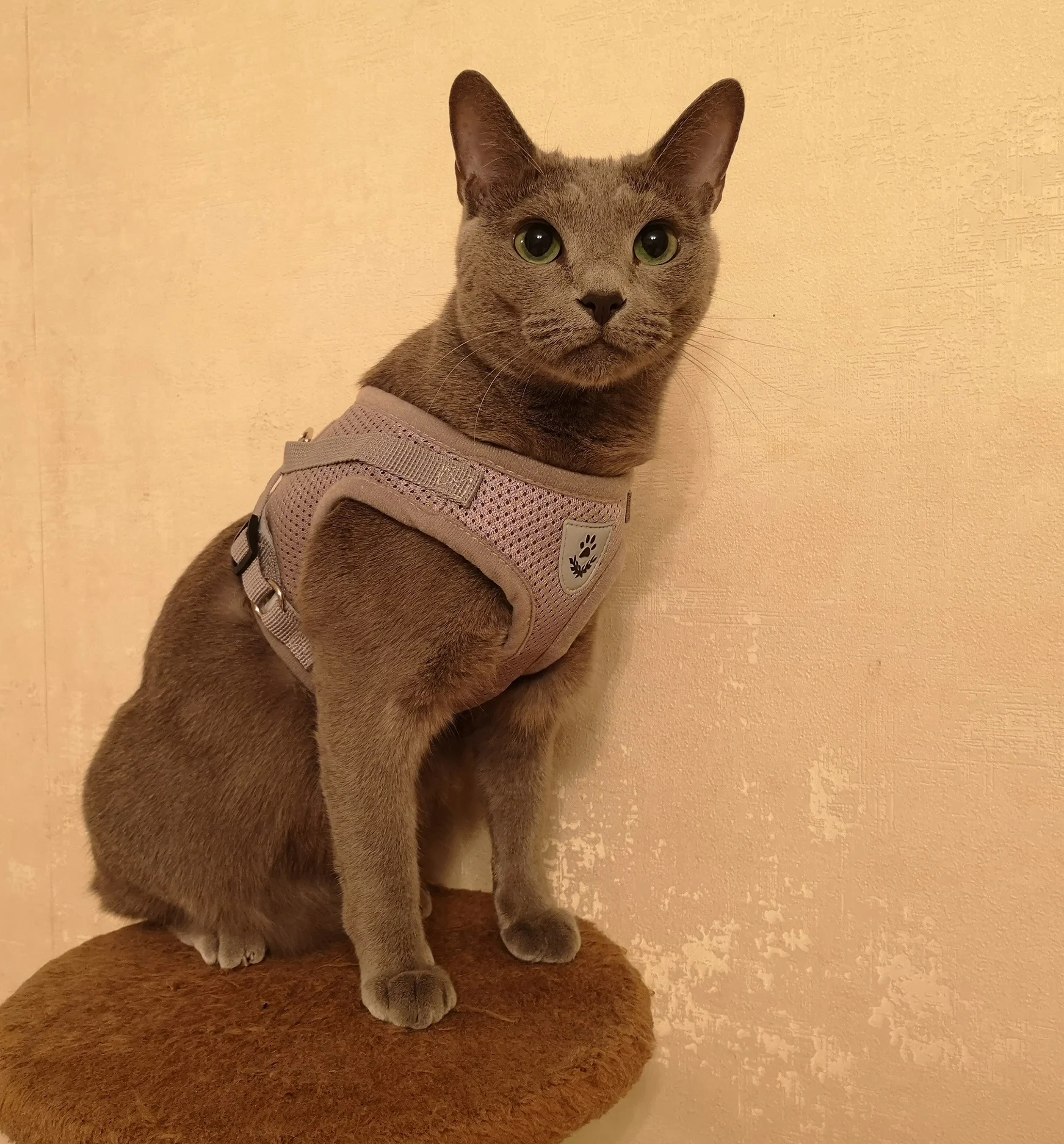 Шлейка и поводок для кошек, дышащая, светоотражающая, Легко ...