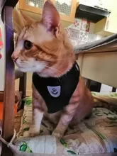 Harness-Vest Leash Reflective Adjustable Lead Puppy-Dogs-Collar Polyester Walking Cat