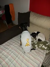 Ropa cálida de invierno para perros pequeños, medianos y grandes, chaleco para perros, chaqueta, Ropa de otoño para cachorros, trajes, Ropa de Perro