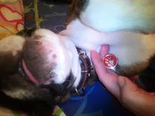 Tag Pendant Pet-Accessories Dog-Tags Puppy Name-Collar Engraved Personalized Cat Pet-Id