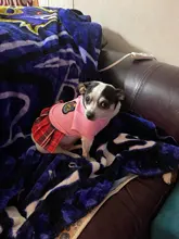 Ropa de pareja para Perro, uniforme de Mascota, Ropa para perros pequeños y medianos, disfraz de Chihuahua, camiseta para cachorro, Ropa para perros, Ropa para Perro