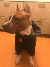 Dog-Coat Winter HOOPET for Dogs Clothing Warm Christmas Big