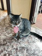 [MPK Store] Cat Toy Cat Costume Clip Tie for Cats and Dogs, Cat Collar