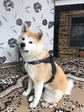 Perro suministros nailon mascota perros arnés Collar de Pet de alta calidad productos harnais pour chie para grandes Grande Mediano pequeño arnés de perro