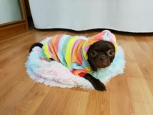 Pet Clothing Costume Outfit Pajamas Fleece Winter Apparel Small Warm 30 Four-Legs Jumpsuit