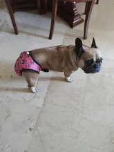 XS-XXL-Pantalones fisiológicos para perros, bragas sanitarias lavables para perros, pantalones cortos, ropa interior