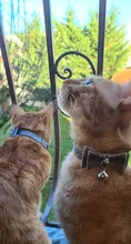 Bowtie Cat Collar Charm Safety Break Away Nylon Necktie Collar for Cats Bell Leather