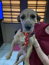 Puppy-Toy Necktie Grooming Dog Cat Adjustable Cute Bow-Tie Printed Cartoon